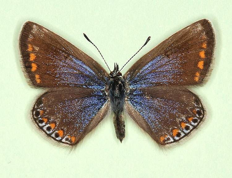 Polyommatus icarus female (aberrant form nov 4) (Internet Image property of respective owner, non-commercial use only)